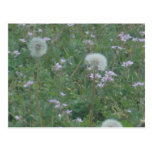 dandylions and pretty weeds postcard postcards
