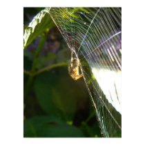 Dangeling Spider posters by txtoWA Dangeling Spider posters
