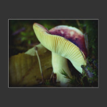Danger in darkness postcards