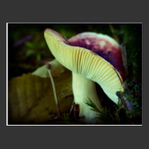 Danger in darkness postcards