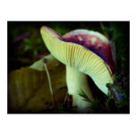 Danger in darkness - red mushroom postcards