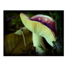 Danger in darkness - red mushroom postcards