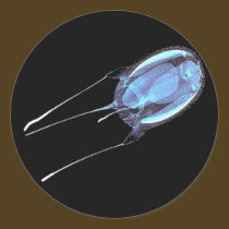 Dangerous Austrailian Box Jelly Fish stickers