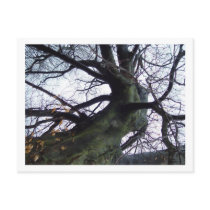 Danging Tree postcards by threesalamanders Danging Tree postcards