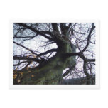 Danging Tree Postcard