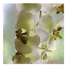 Dangling Orchid  Invitations