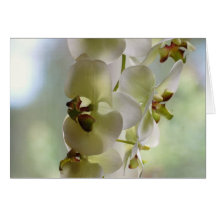 Dangling Orchids Greeting Cards