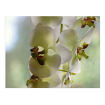 Dangling Orchids Postcard postcards