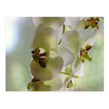 Dangling Orchids Postcard