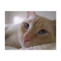 Daniel #2 postcards by okcshelter Daniel #2 postcards