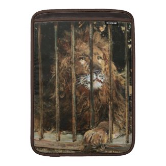 Daniel Hern�ndez Morillo: At the Lion Cage