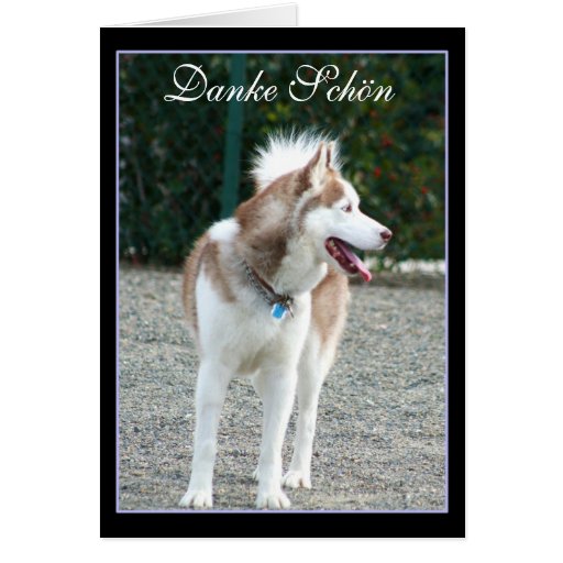 Danke Sch??n Thank You Siberian Husky Greeting Card Zazzle