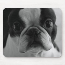Danson Boston Terriers mousepads