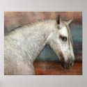 Dapple Gray Andalusian Horse Portrait Poster