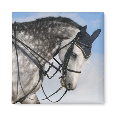 dapple-grey horse refrigerator magnet by tristana