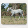 Dapple grey Percheron draft horse foal Mouse Pads
