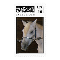 Dapple Pony - T.Drissell postage by tdrissell Dapple Pony - T.Drissell postage