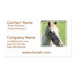 Dappled Appaloosa Horse Business Card