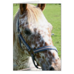 Dappled Appaloosa Horse Greeting Card