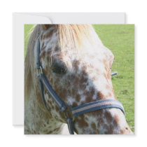 Dappled Appaloosa Horse  Invitations