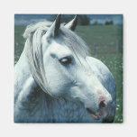 Dappled Grey in Flowered Pasture Refrigerator Magnets