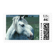 Dappled Grey in Flowered Pasture postage