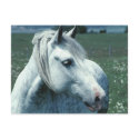 Dappled Grey in Flowered Pasture postcards by HorseLoversGifts Dappled Grey in Flowered Pasture postcards