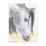DappledAarabian Mare Postcard