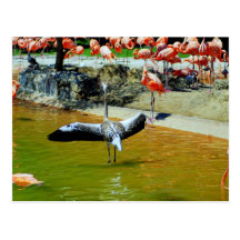 Dare To Be Different Post Card