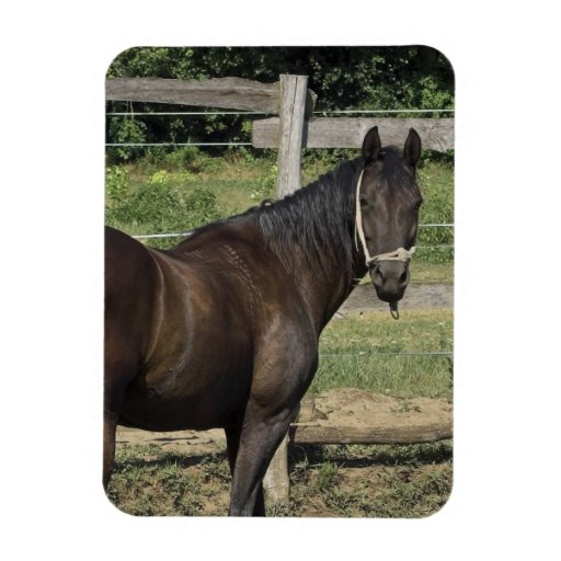 Dark Bay Horse  Magnet