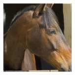 Dark Bay Thoroughbred Horse Invitation