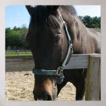 Dark Bay Thoroughbred Horse Print