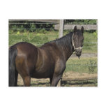 Dark Bay Thoroughbred Postcard