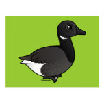 Dark-bellied Brant Goose Postcard