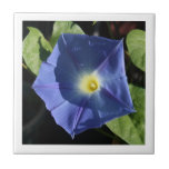 Dark Blue Morning Glory Tiles