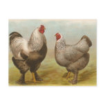 Dark Brahmas Post Card