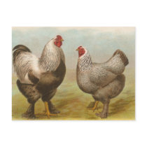 Dark Brahmas postcards