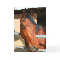 Dark Brown Horse Greeting Card,Note Card by MichaelFelix Dark Brown Horse Greeting Card,Note Card