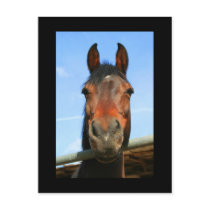 Dark Brown Horse Postcard by MichaelFelix Dark Brown Horse Postcard