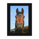 Dark Brown Horse Postcard