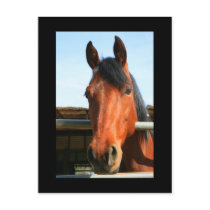 Dark Brown Horse Postcard by MichaelFelix Dark Brown Horse Postcard