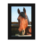 Dark Brown Horse Postcard