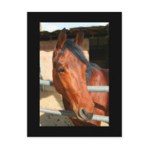 Dark Brown Horse Postcard by MichaelFelix Dark Brown Horse Postcard