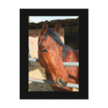 Dark Brown Horse Postcard