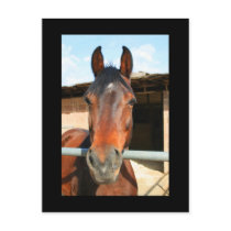 Dark Brown Horse Postcard by MichaelFelix Dark Brown Horse Postcard