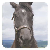 Dark Brown Horse Square Stickers
