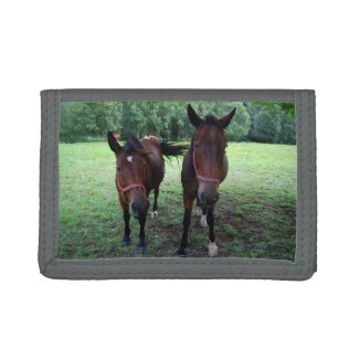 Dark brown Horses on pasture
