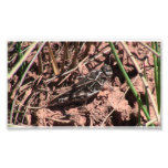 Dark Canyon Utah Insects / Arachnids Photo