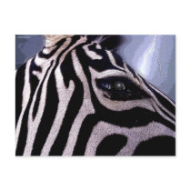 Dark Continent Zebra postcards
