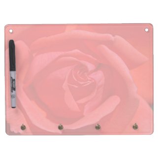 Dark Coral Rose